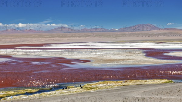 A vast landscape with a red lagoon and flamingos under a clear sky and mountain backdrop, the James flamingos in the Laguna Colorada in Bolivia (Phoenicoparrus jamesi)
