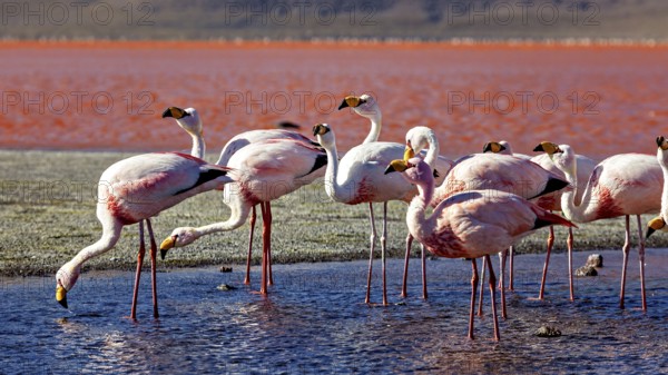 Flamingos stand on the shore of a red lagoon and look at the reflecting water, The James flamingos in the Laguna Colorada in Bolivia (Phoenicoparrus jamesi)