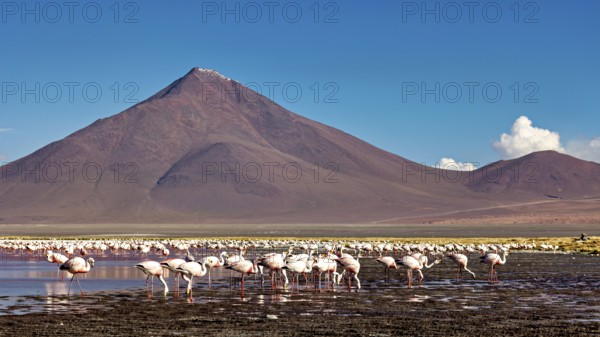 Flamingos in large numbers in front of picturesque mountains and sky, the James flamingos in the Laguna Colorada in Bolivia (Phoenicoparrus jamesi)