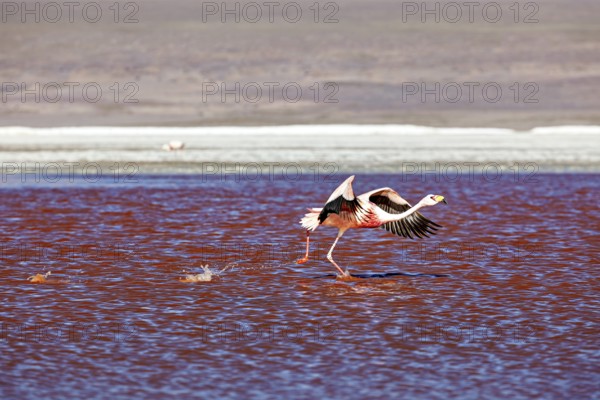 A flamingo flies low over a red lake, wings outstretched in motion, The James flamingos in the Laguna Colorada in Bolivia (Phoenicoparrus jamesi)