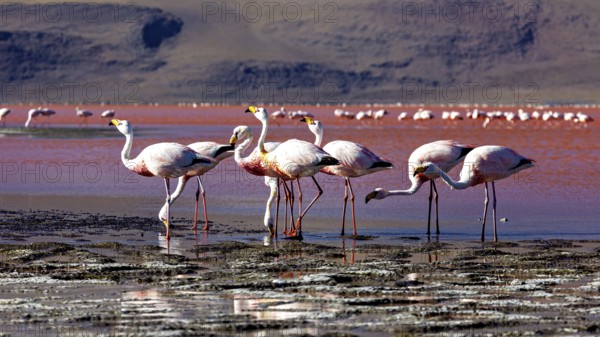 A group of flamingos stands in shallow water against a mountain backdrop, The James flamingos in the Laguna Colorada in Bolivia (Phoenicoparrus jamesi)