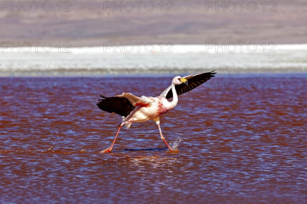 A flamingo strides across the red water of the lake, lifting its wings with every step, The James flamingos in the Laguna Colorada in Bolivia (Phoenicoparrus jamesi)