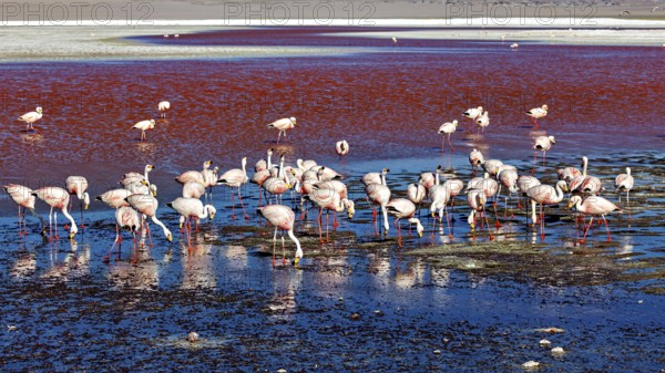Flamingos are scattered in a red lagoon in a vast, tranquil desert landscape, The James flamingos in the Laguna Colorada in Bolivia (Phoenicoparrus jamesi)
