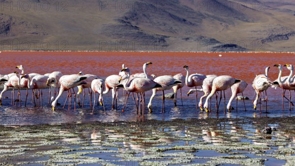 A group of flamingos in the calm waters of a red lagoon with mountains in the background, The James flamingos in the Laguna Colorada in Bolivia (Phoenicoparrus jamesi)