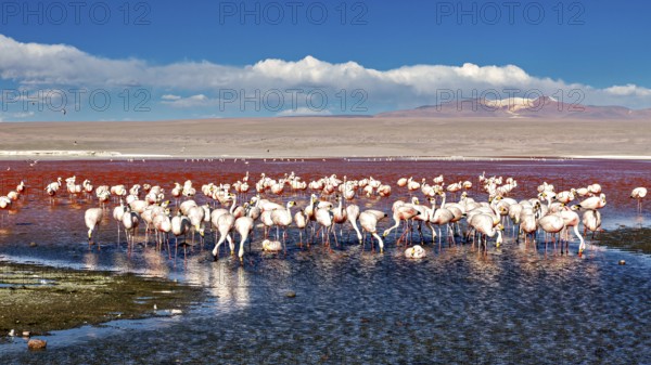 Flamingos stand in the calm waters of a red lagoon under a blue sky, The James flamingos in the Laguna Colorada in Bolivia (Phoenicoparrus jamesi)