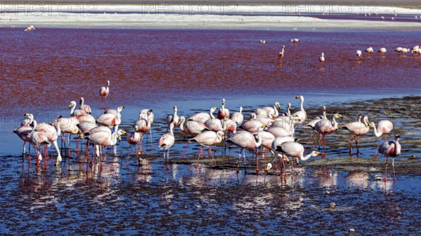 Flamingos resting in the reflecting waters of a lagoon in the middle of a desert landscape, The James flamingos in the Laguna Colorada in Bolivia (Phoenicoparrus jamesi)