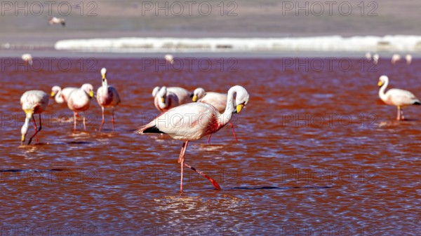 A single flamingo crosses the red water at sunset and is reflected in it, The James flamingos in the Laguna Colorada in Bolivia (Phoenicoparrus jamesi)