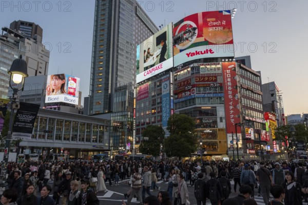 Crowd crossing the zebra crossings of Shibuya Crossing, world-famous intersection in Shibuya district, behind it neon signs and billboards on skyscrapers at dusk, tourist attraction, landmark, Shibuya district, Tokyo, Japan