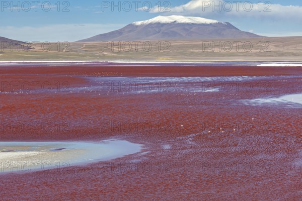 A breathtaking red lake with a snow-capped mountain in the background under a clear sky, The Laguna Colorada on the Altiplano in Bolivia