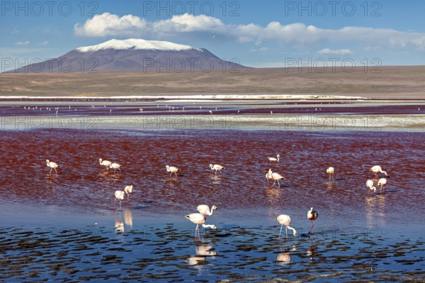 Flamingos standing in a red lake with a snow-covered volcano in the background, The James flamingos in the Laguna Colorada in Bolivia (Phoenicoparrus jamesi)
