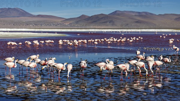Group of flamingos in the shallow lake with reflecting water and wide sky, The James flamingos in the Laguna Colorada in Bolivia (Phoenicoparrus jamesi)