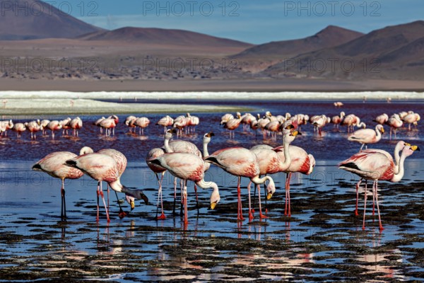 Flamingos resting in still water with a view of distant mountains, The James flamingos in the Laguna Colorada in Bolivia (Phoenicoparrus jamesi)