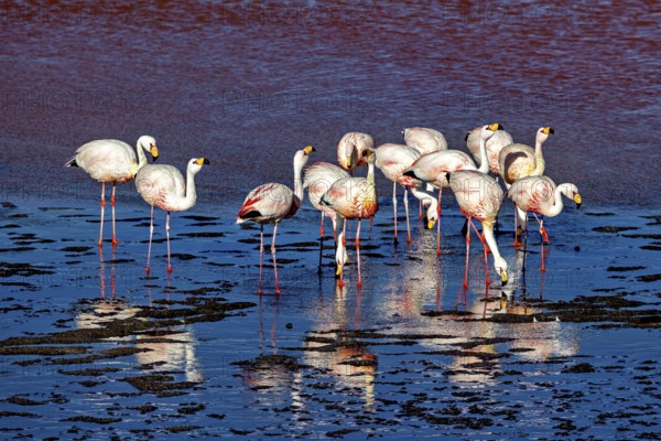 Flamingos in the red reflecting water with strong reflection, The James flamingos in the Laguna Colorada in Bolivia (Phoenicoparrus jamesi)