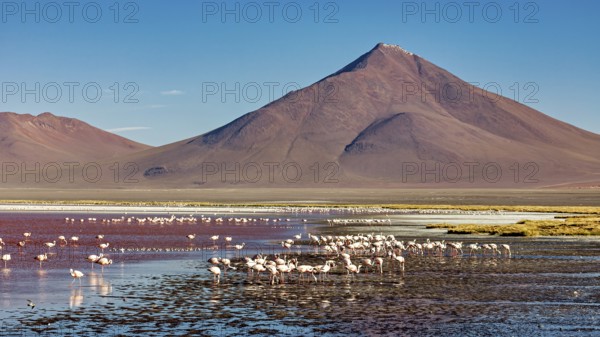 Flamingos in the red water in front of a large volcano, clear blue sky, The James flamingos in the Laguna Colorada in Bolivia (Phoenicoparrus jamesi)