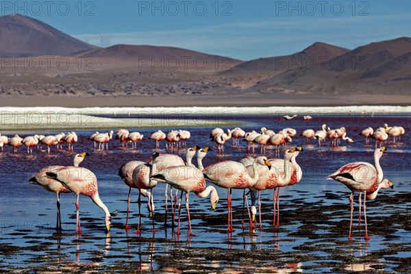 Flamingos in the water with mountains in the background and blue sky, The James flamingos in the Laguna Colorada in Bolivia (Phoenicoparrus jamesi)