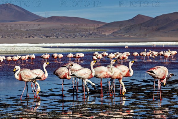 A harmonious scene of flamingos in the water against a mountain backdrop, the James flamingos in the Laguna Colorada in Bolivia (Phoenicoparrus jamesi)