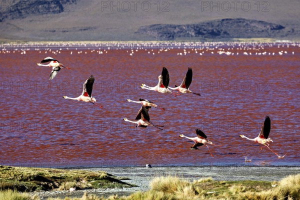Flying flamingos over a red lake with a mountainous landscape in the background, the James flamingos in the Laguna Colorada in Bolivia (Phoenicoparrus jamesi)