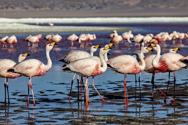 Close-up of a group of flamingos in shallow water, The James flamingos in the Laguna Colorada in Bolivia (Phoenicoparrus jamesi)