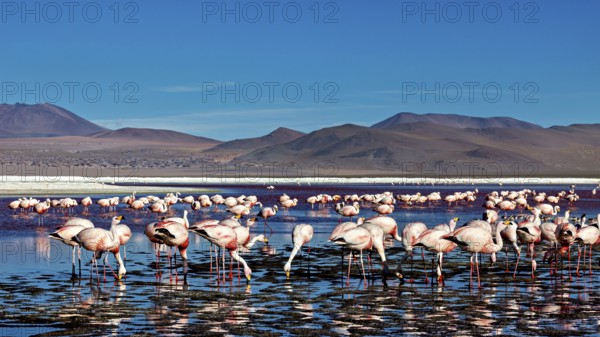 Flamingos standing in large numbers in the water of a high Andean lake, surrounded by mountain scenery, The James flamingos in the Laguna Colorada in Bolivia (Phoenicoparrus jamesi)