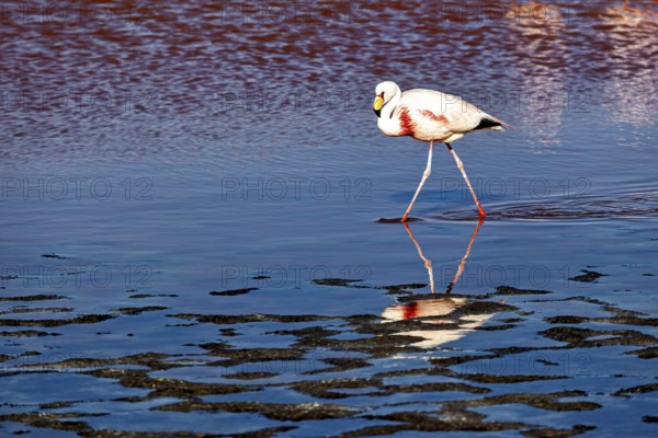 A flamingo walks across the water, its reflection is clear, The James flamingos in the Laguna Colorada in Bolivia (Phoenicoparrus jamesi)