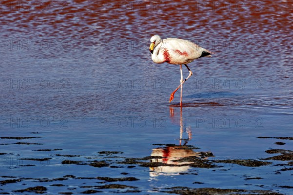 A single flamingo walks in the water, its reflection is visible, The James flamingos in the Laguna Colorada in Bolivia (Phoenicoparrus jamesi)