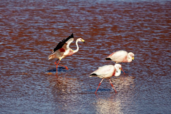 Three flamingos walk through the red water, one spreads its wings, The James flamingos in the Laguna Colorada in Bolivia (Phoenicoparrus jamesi)