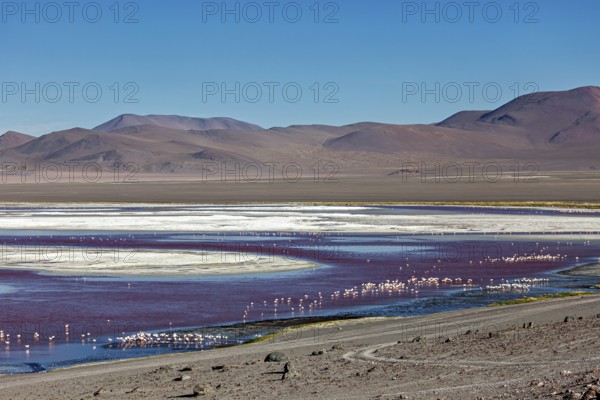 Vast landscape with a red and white lake surrounded by mountains, the James flamingos in the Laguna Colorada in Bolivia (Phoenicoparrus jamesi)