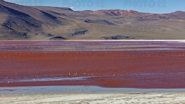 A red lake in a desert landscape with mountains in the background and flamingos in the water, the Laguna Colorada on the Altiplano in Bolivia