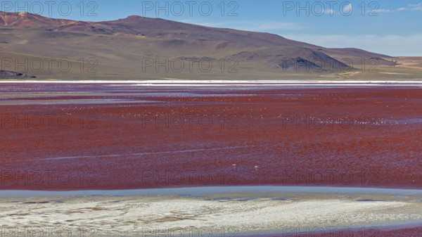 A vast red lake in a barren desert landscape with mountains in the background, Laguna Colorada on the Altiplano in Bolivia