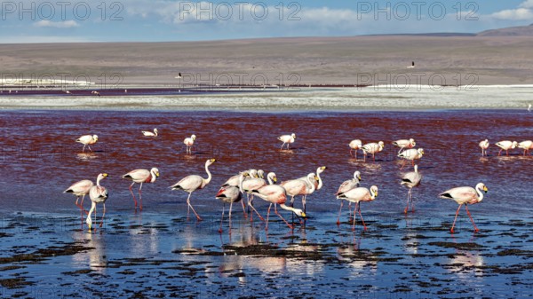 Group of flamingos in a large red water area with blue sky, The James flamingos in the Laguna Colorada in Bolivia (Phoenicoparrus jamesi)