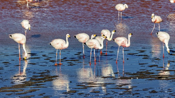 Flamingos standing in the water with red and blue shimmering reflection, The James flamingos in the Laguna Colorada in Bolivia (Phoenicoparrus jamesi)