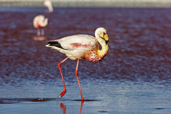 Close-up of a flamingo, standing in shallow water, the background blurred, The James flamingos in the Laguna Colorada in Bolivia (Phoenicoparrus jamesi)