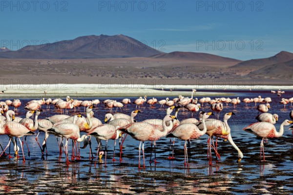 A wide panorama shows a large flock of flamingos in shallow water, surrounded by mountains, The James flamingos in the Laguna Colorada in Bolivia (Phoenicoparrus jamesi)