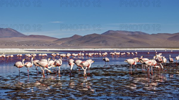 Flamingos in the water with a wide horizon and clear sky, The James flamingos in the Laguna Colorada in Bolivia (Phoenicoparrus jamesi)