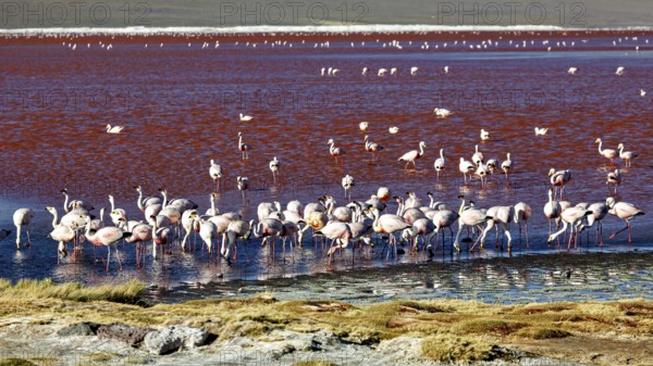 Large flock of flamingos on the shore of a red lake with green vegetation, the James flamingos in the Laguna Colorada in Bolivia (Phoenicoparrus jamesi)