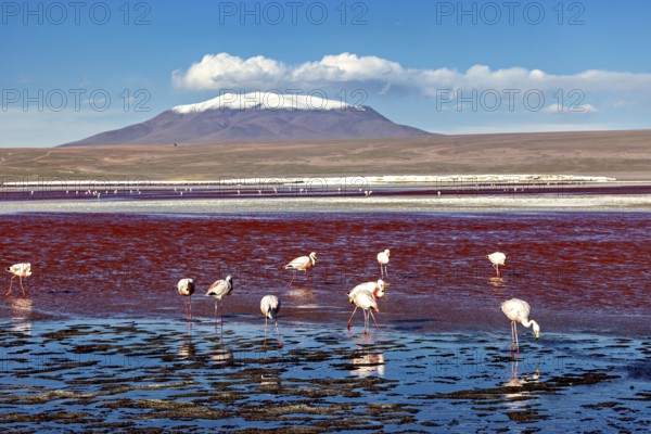 Flamingos at the red lake in front of a snow-covered volcano under a blue sky, The James flamingos in the Laguna Colorada in Bolivia (Phoenicoparrus jamesi)