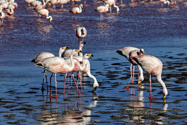 Flamingos move in the shallow, flat water of a lake while others stand still, The James flamingos in the Laguna Colorada in Bolivia (Phoenicoparrus jamesi)