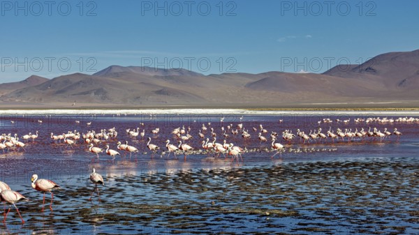 A large group of flamingos spread out over a wide, shallow lake in the Andes, the James flamingos in the Laguna Colorada in Bolivia (Phoenicoparrus jamesi)