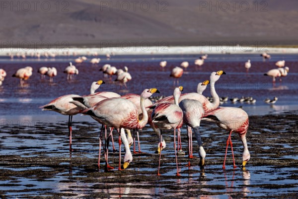 Flamingos stand in the shallow waters of a highland lake in the Andes, surrounded by mountains, The James flamingos in the Laguna Colorada in Bolivia (Phoenicoparrus jamesi)