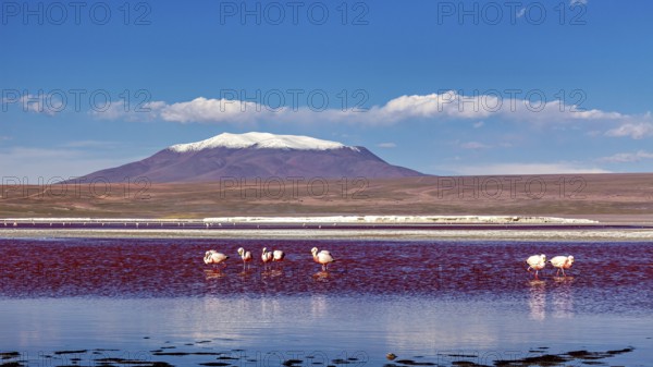 Snow-covered mountain in the background, flamingos in the water in the foreground, The James flamingos in the Laguna Colorada in Bolivia (Phoenicoparrus jamesi)