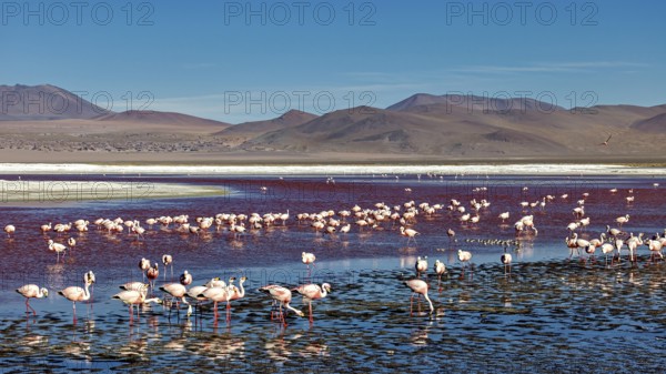 Many flamingos in a lake, surrounded by mountains under a clear blue sky, The James flamingos in the Laguna Colorada in Bolivia (Phoenicoparrus jamesi)