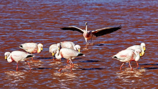 A group of flamingos in the water, one spreads its wings, The James flamingos in the Laguna Colorada in Bolivia (Phoenicoparrus jamesi)