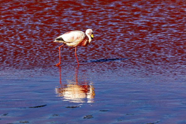 A flamingo walks through red water and is reflected in it, The James flamingos in the Laguna Colorada in Bolivia (Phoenicoparrus jamesi)
