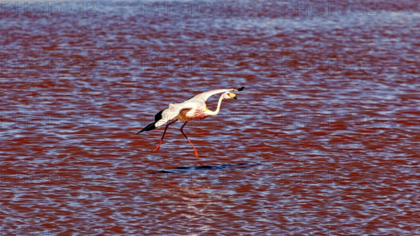 A flamingo flies just above the red water, The James flamingos in the Laguna Colorada in Bolivia (Phoenicoparrus jamesi)