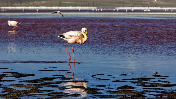A lone flamingo stands with its reflection in the water, the background blurred, The James flamingos in the Laguna Colorada in Bolivia (Phoenicoparrus jamesi)