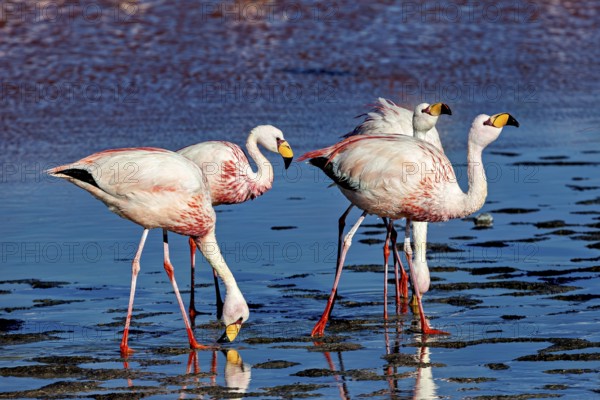 Three flamingos in the shallow water of a lake, their movements appear synchronised, The James flamingos in the Laguna Colorada in Bolivia (Phoenicoparrus jamesi)