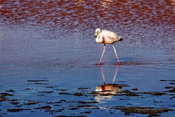 A flamingo walks across shimmering blue water and sees its reflection, The James flamingos in the Laguna Colorada in Bolivia (Phoenicoparrus jamesi)
