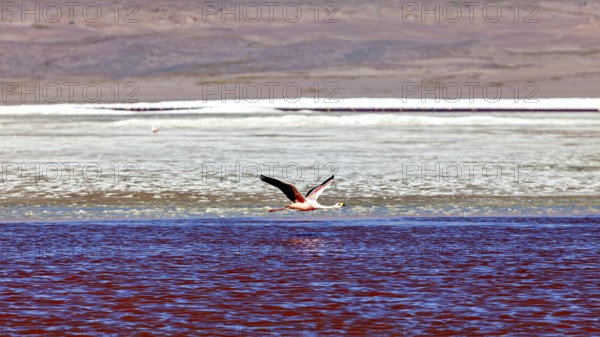 A flamingo flies over red water in front of a desert-like landscape, The James flamingos in the Laguna Colorada in Bolivia (Phoenicoparrus jamesi)
