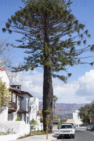 Quiet residential street lined with classic homes in Santa Barbara, California