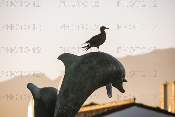 Dolphin fountain at sunset in Santa Barbara, California, with a seagull perched atop the sculpture and warm golden light